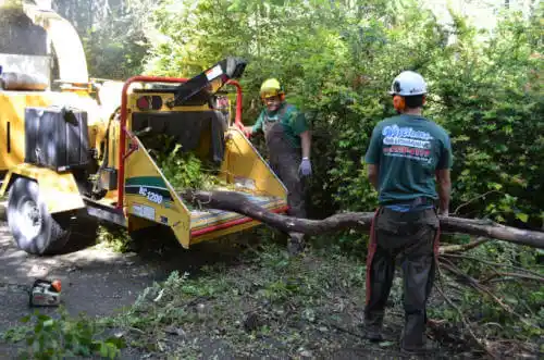 tree services China Lake Acres